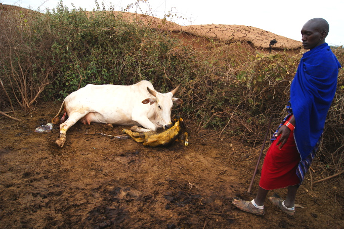 Przecież widać, że krowa jest sztuczna...